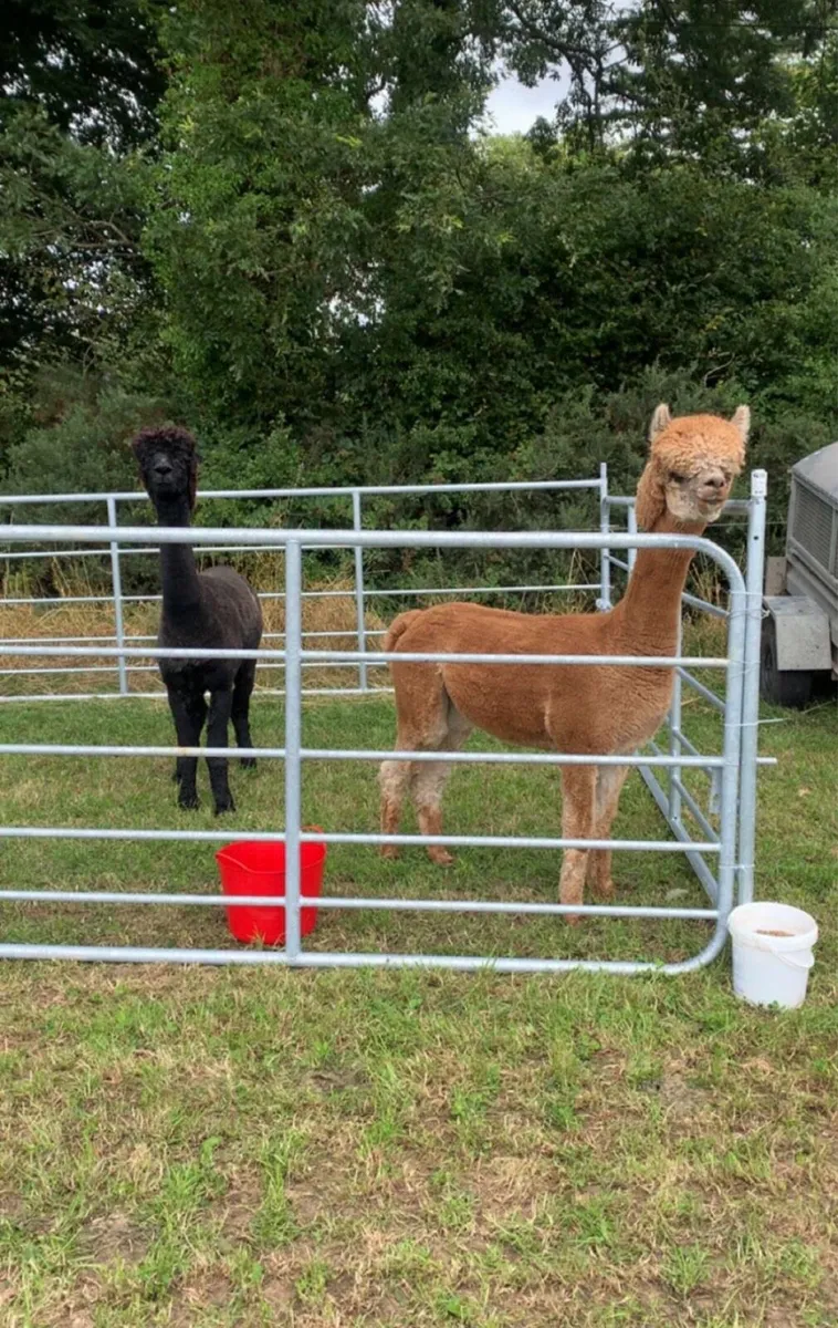 Alpaca - Image 1