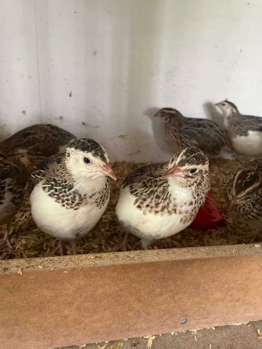 Quail - Image 1