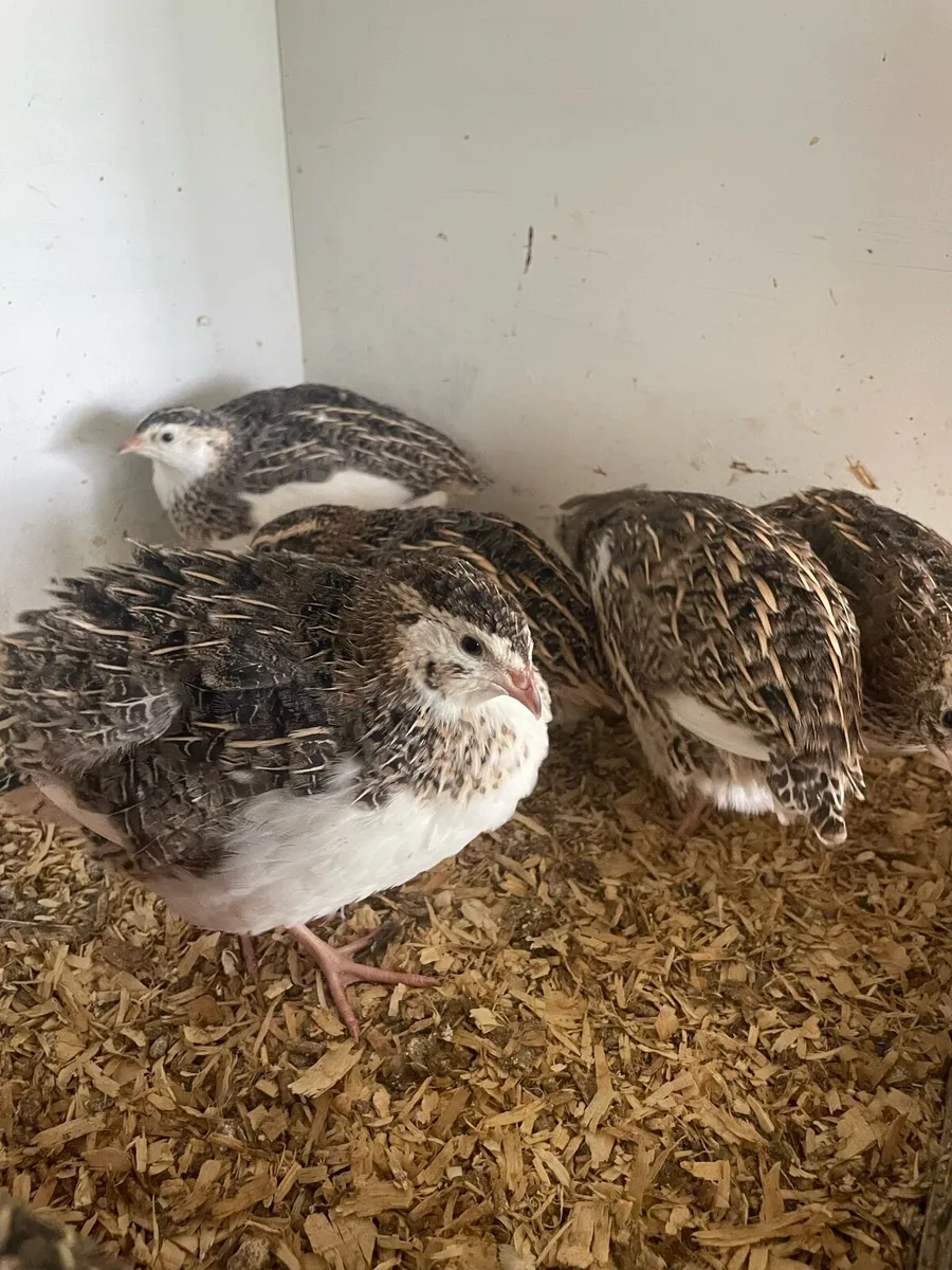Quail - Image 2