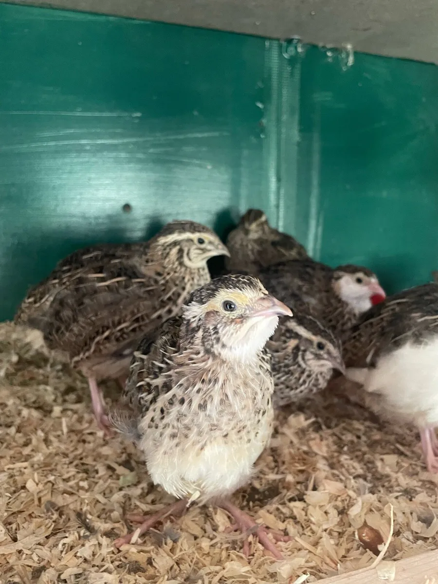 Quail - Image 3