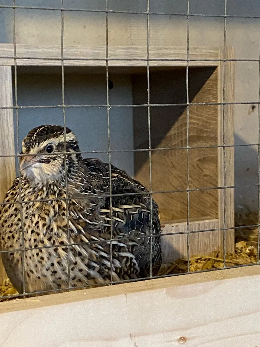 Quail - Image 4