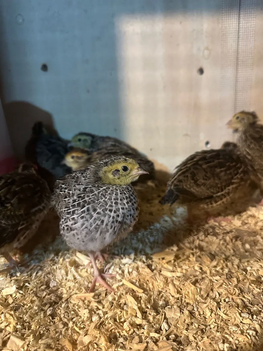 Quail - Image 4