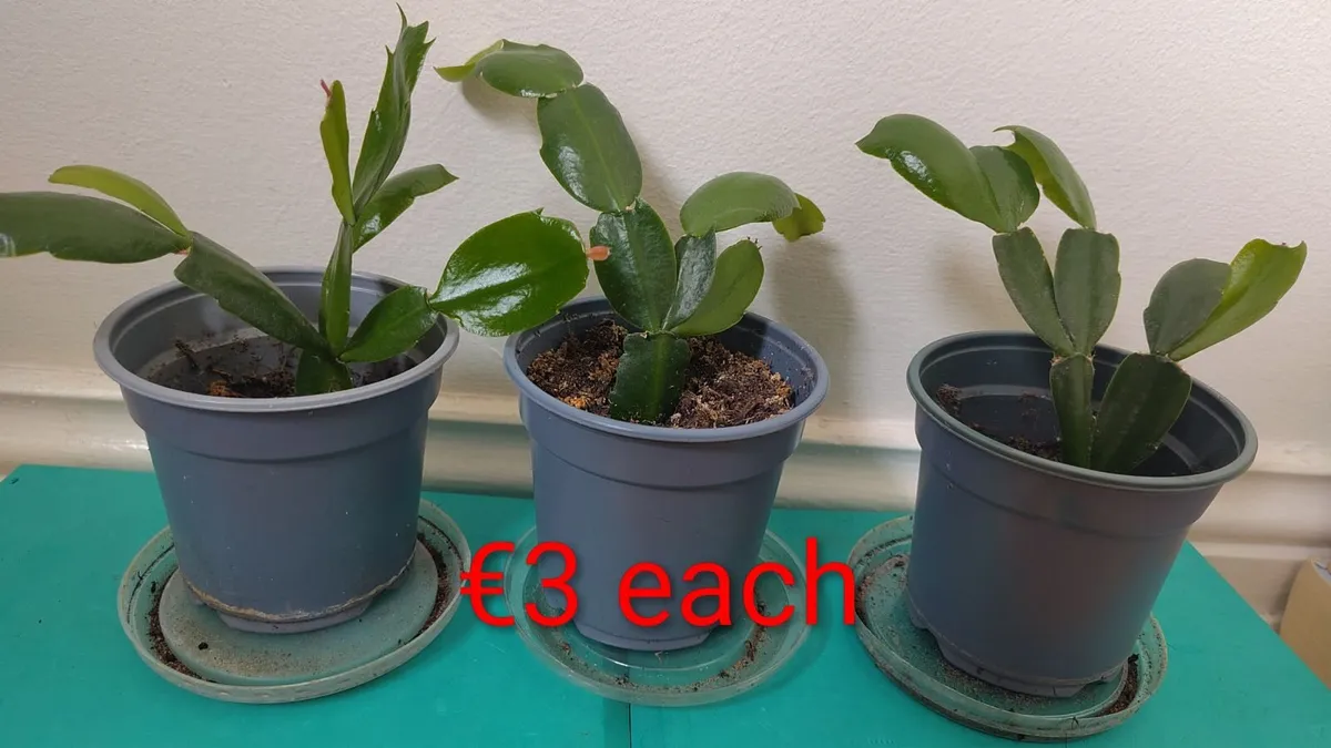 Christmas cactus - Image 1