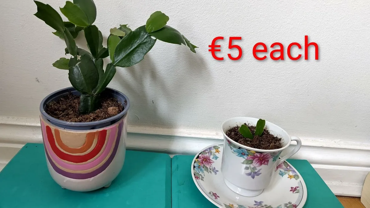 Christmas cactus - Image 2