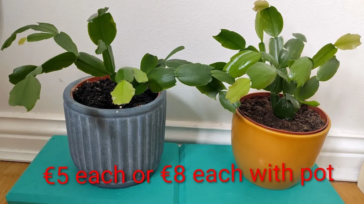 Christmas cactus - Image 3
