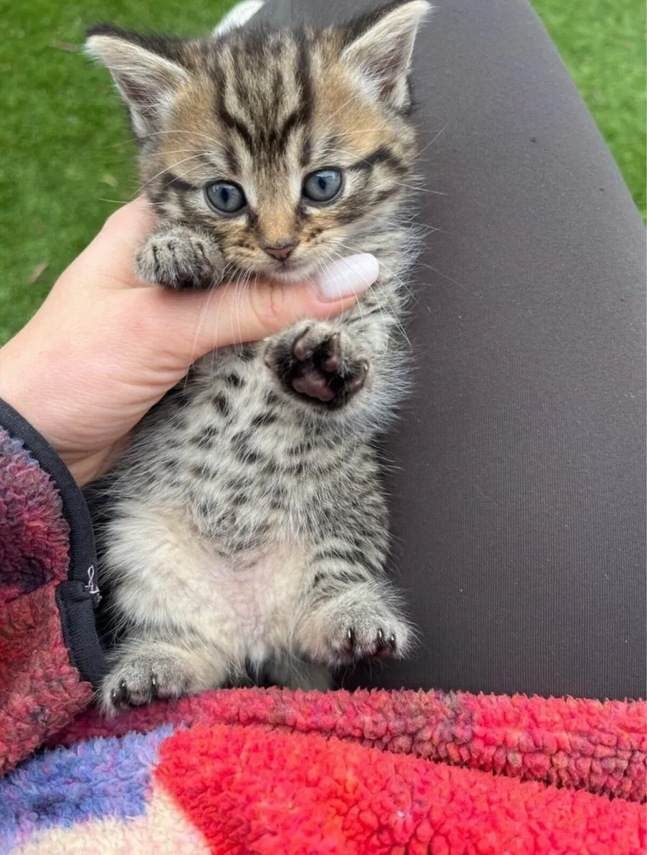 ON HOLD 1 LEFT !!! BEAUTIFUL CHUBBY BLUE EYES - Image 2