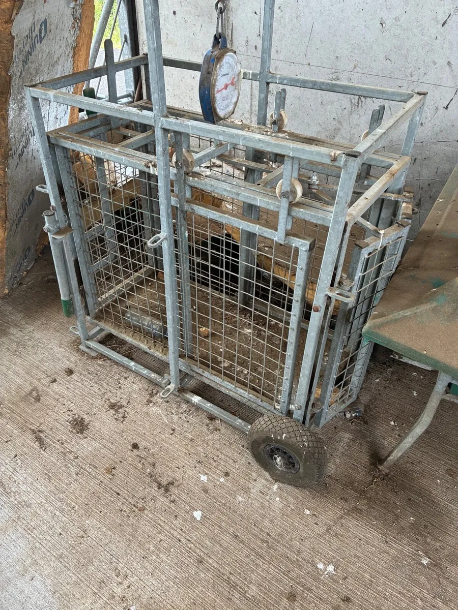 Sheep and lamp weighing scale - Image 2