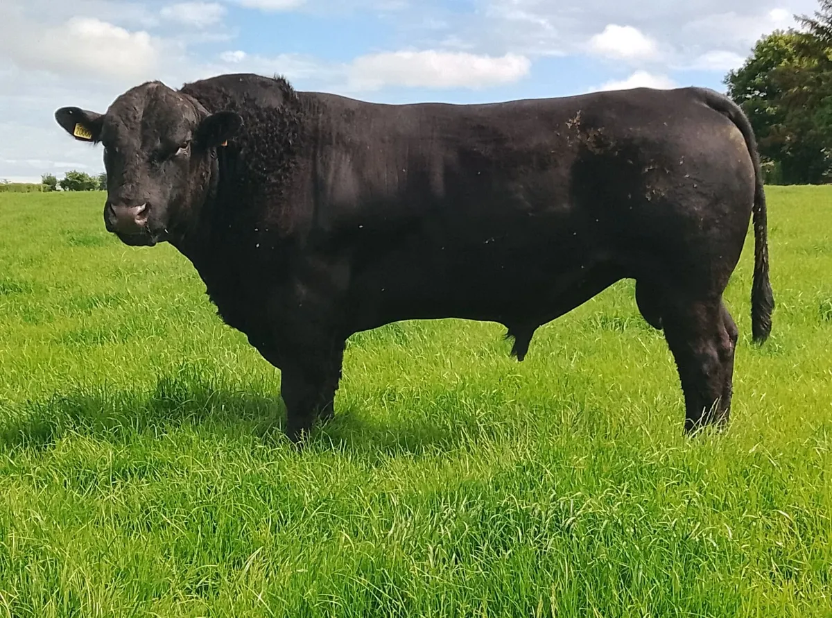2 x AA bull and 1 x FR for sale - Image 4