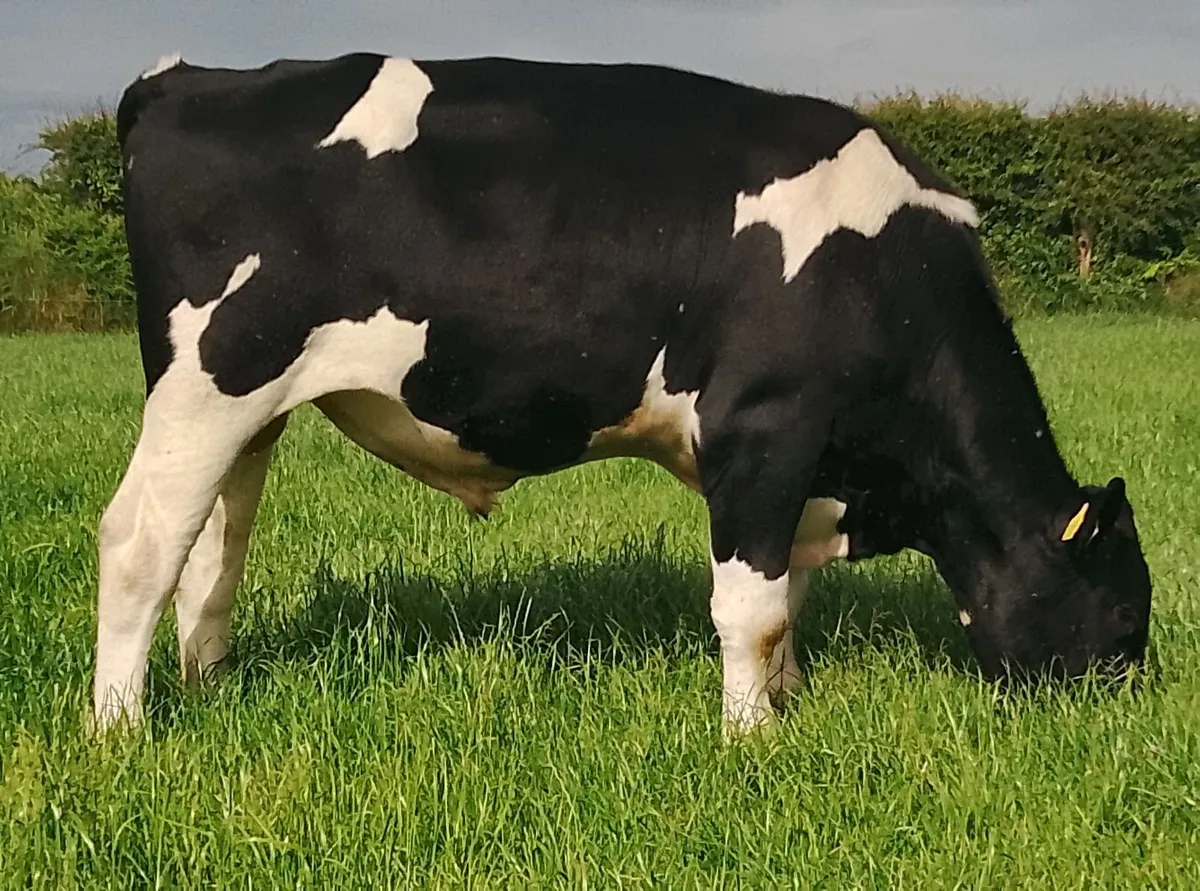 2 x AA bull and 1 x FR for sale - Image 3
