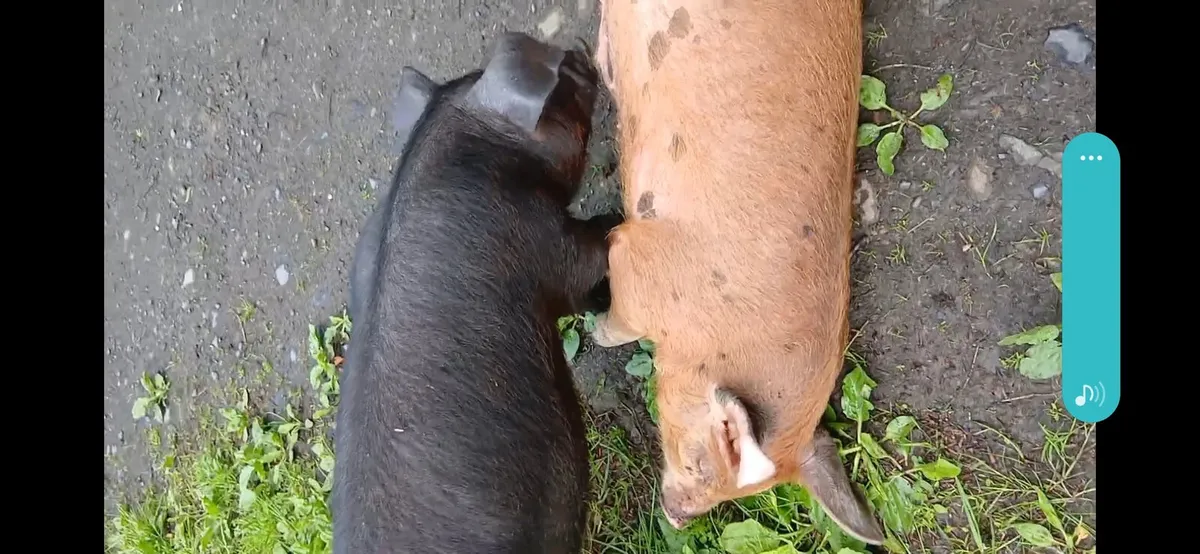 Pigs