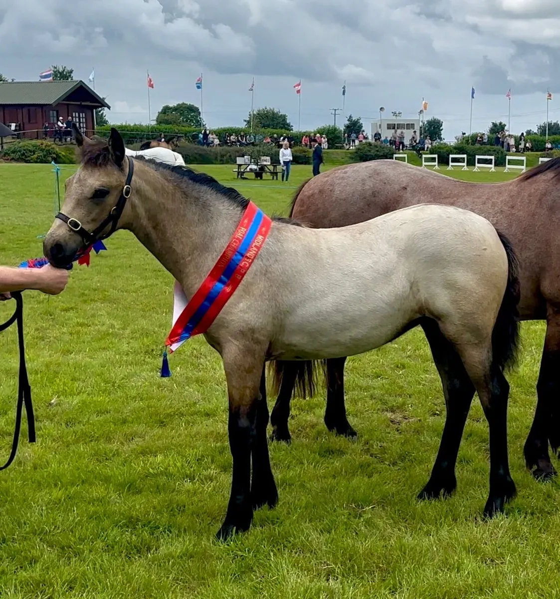 Popular Rosedale Frankie - At Stud - Image 1