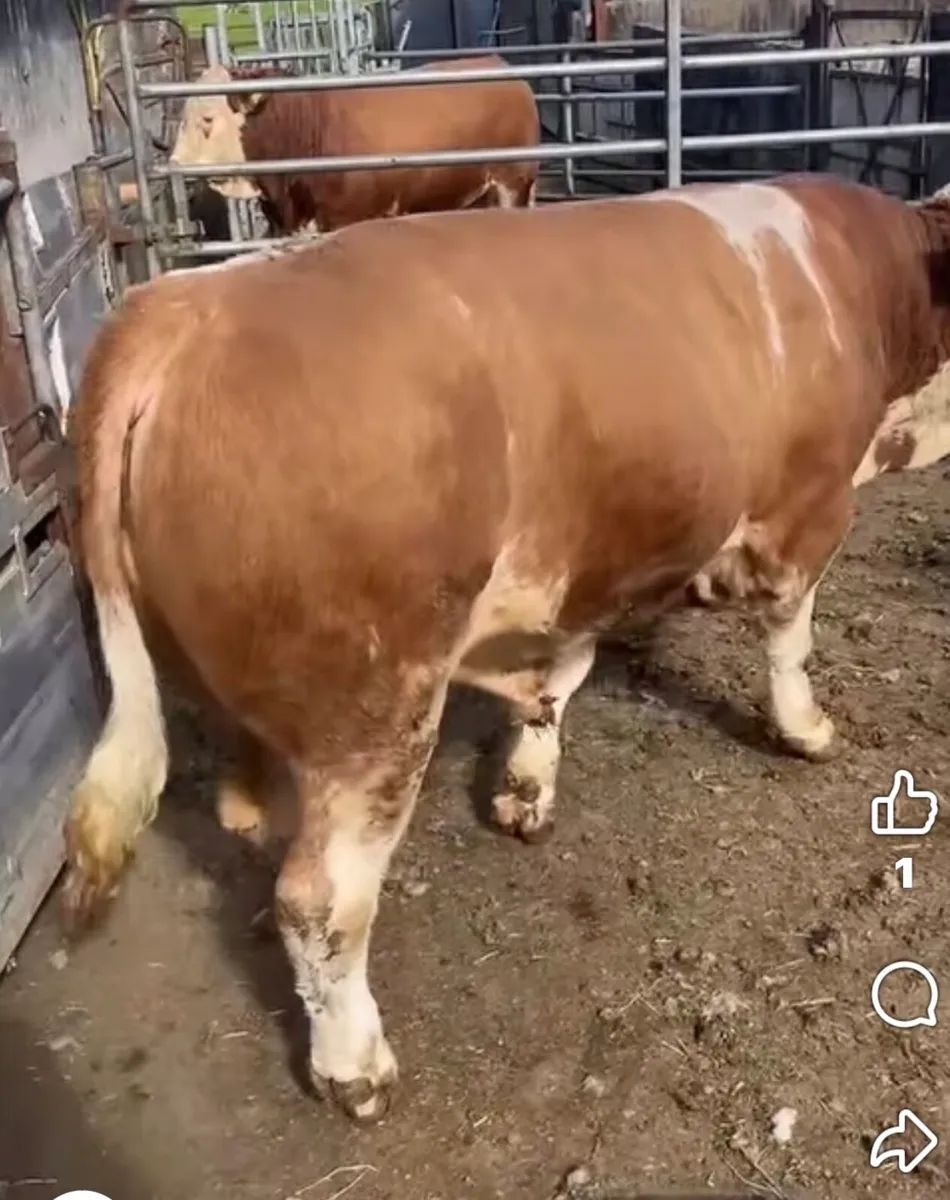 Simmental bulls - Image 1