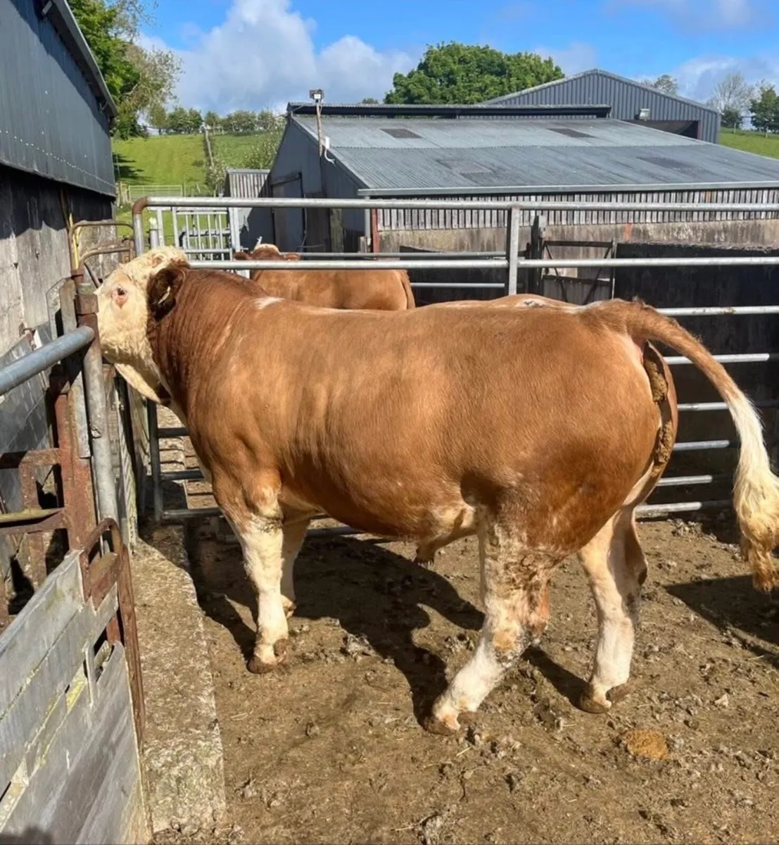 Simmental bulls - Image 2