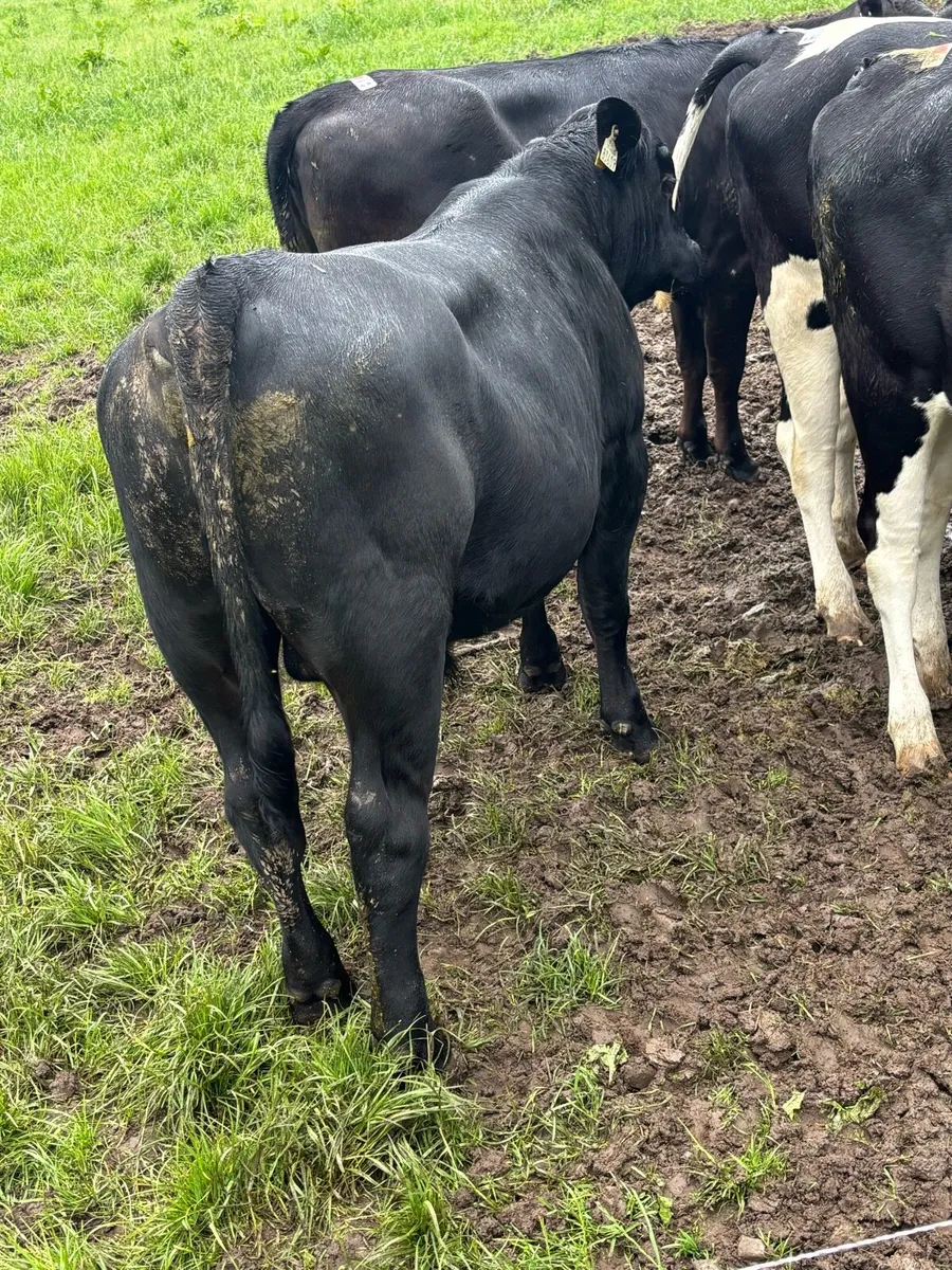 Vasectomised bulls - Image 2