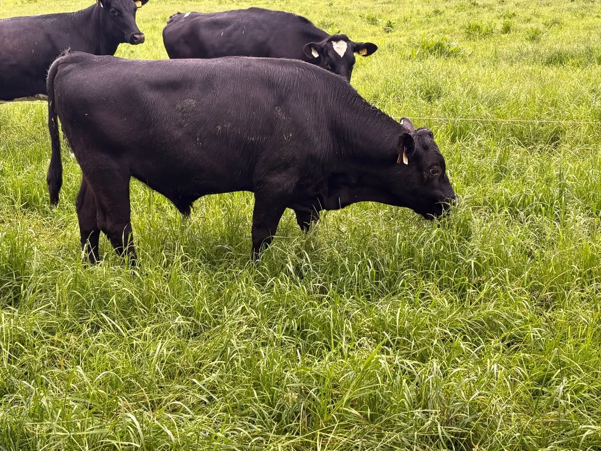 Vasectomised bulls - Image 3