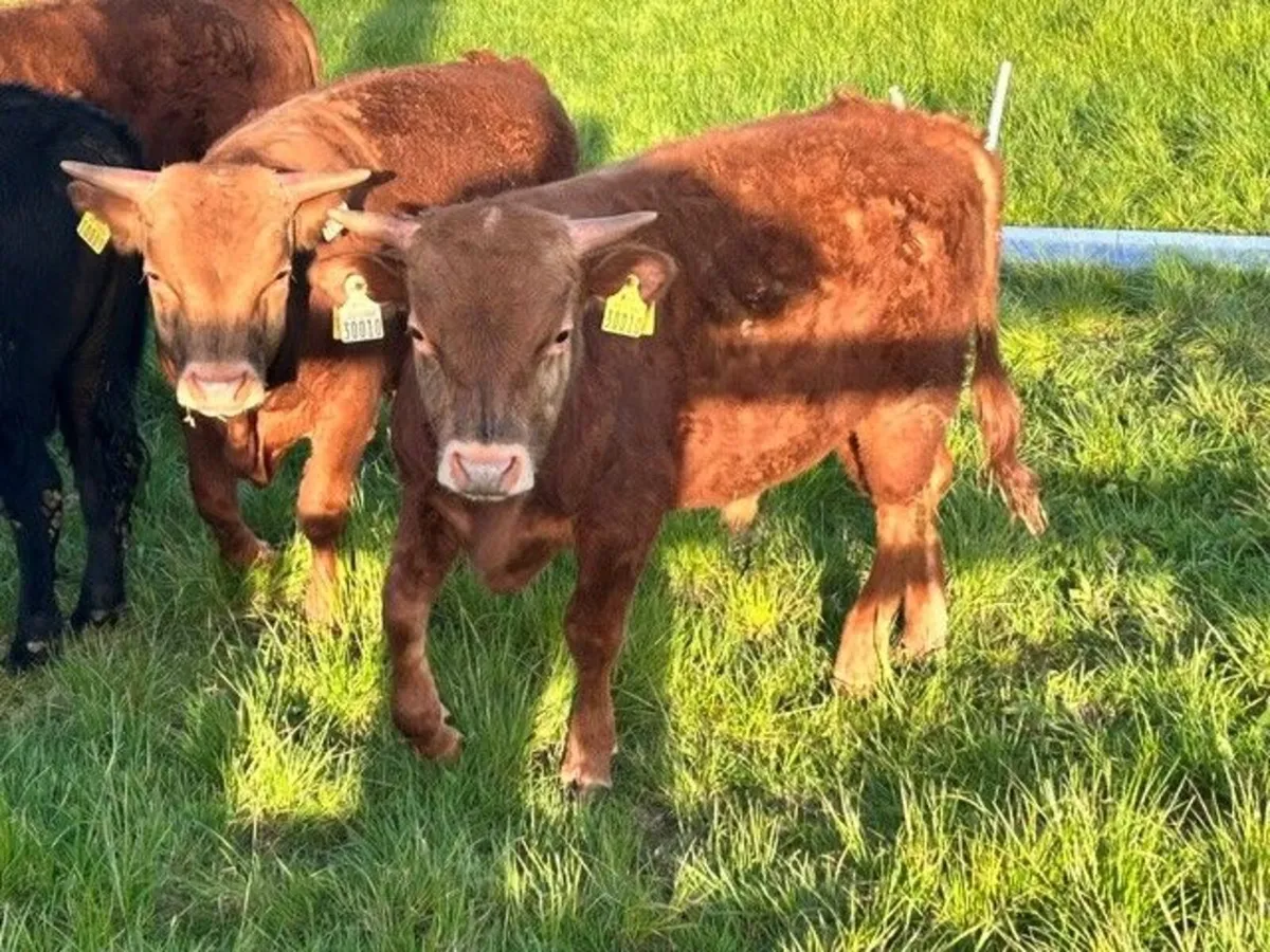Dexter Heifer(s) and Young Bulls - Image 3