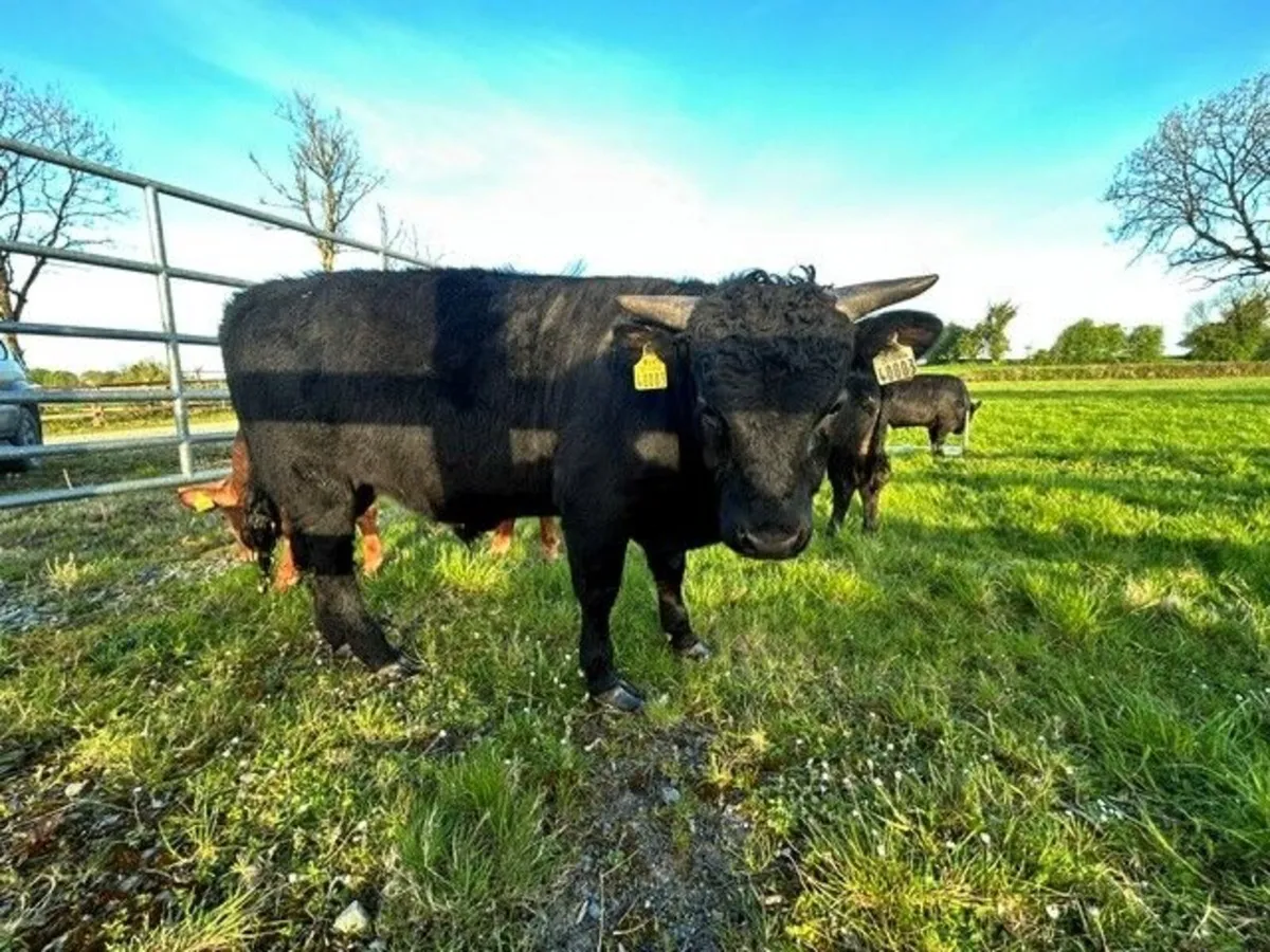 Dexter Heifer(s) and Young Bulls - Image 4