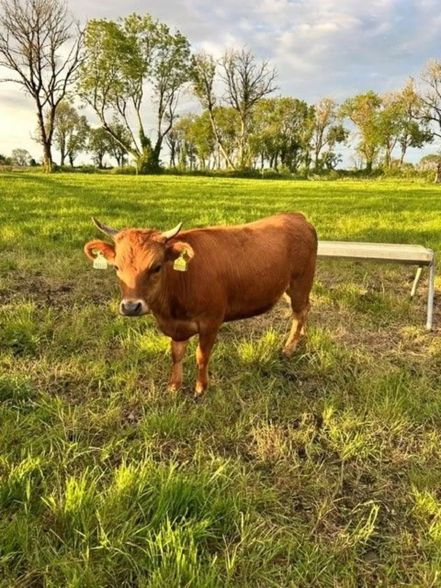 Dexter Heifer(s) and Young Bulls - Image 1