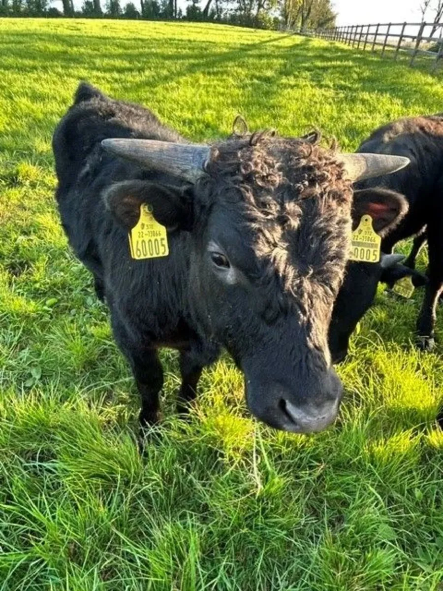 Dexter Heifer(s) and Young Bulls - Image 4
