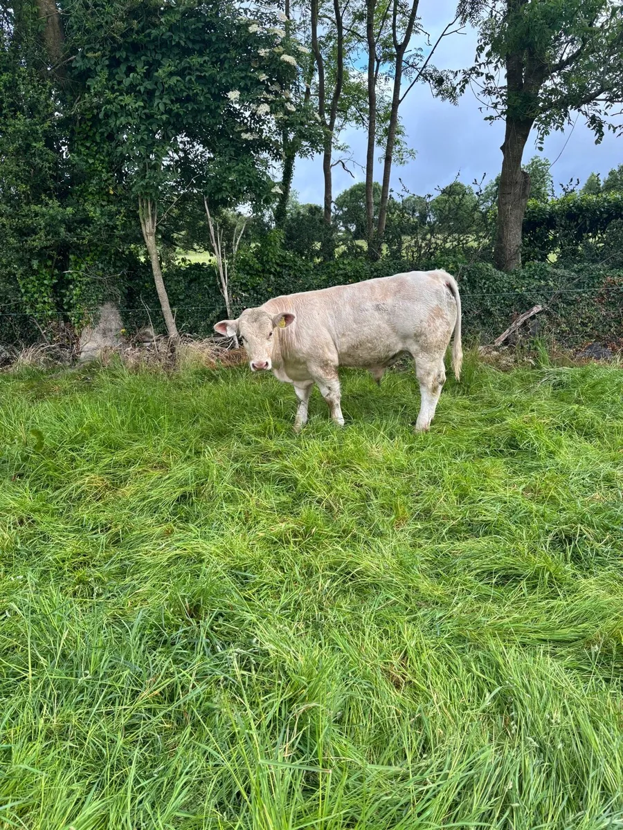 Pedigree Reg Charolais Bull Weanling - Image 2
