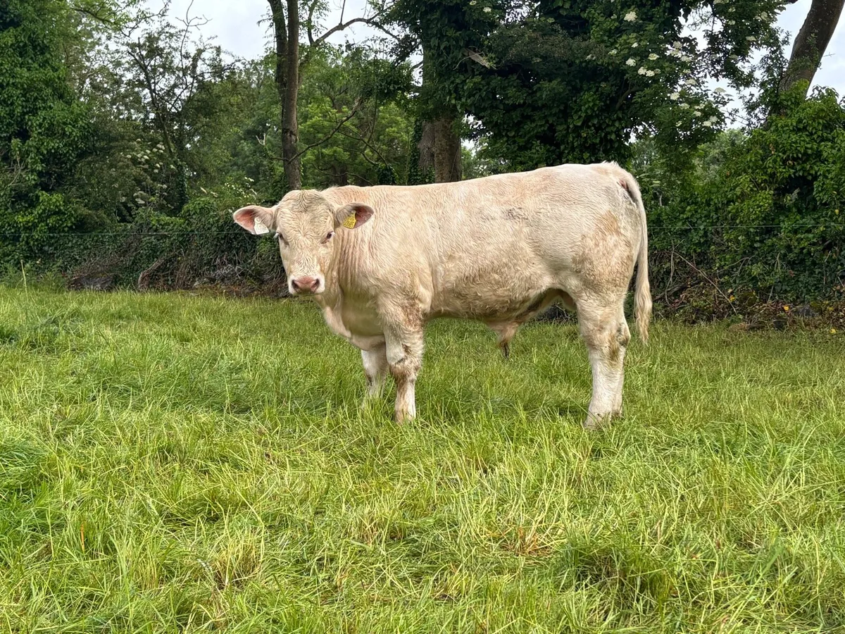 Pedigree Reg Charolais Bull Weanling - Image 1