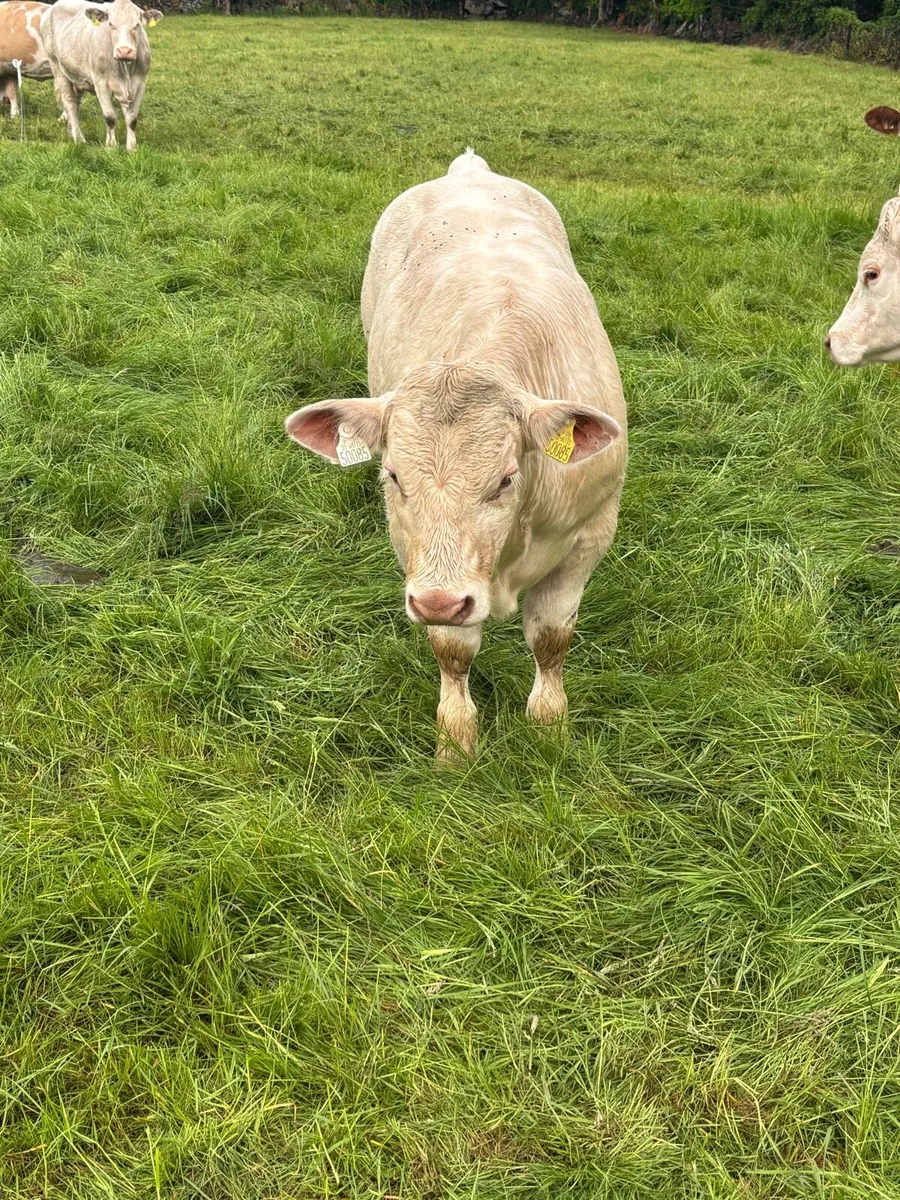 Pedigree Reg Charolais Bull Weanling - Image 3
