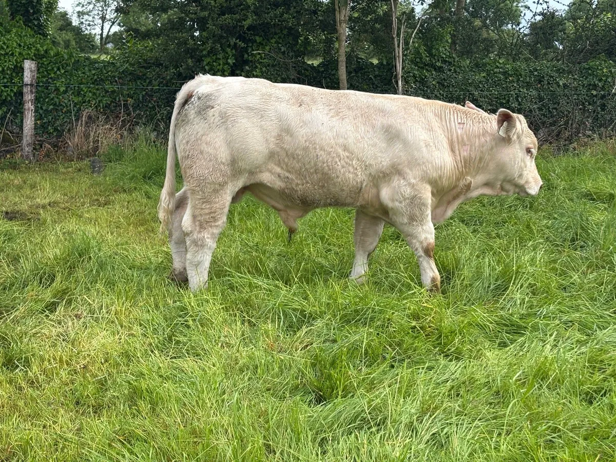 Pedigree Reg Charolais Bull Weanling - Image 4