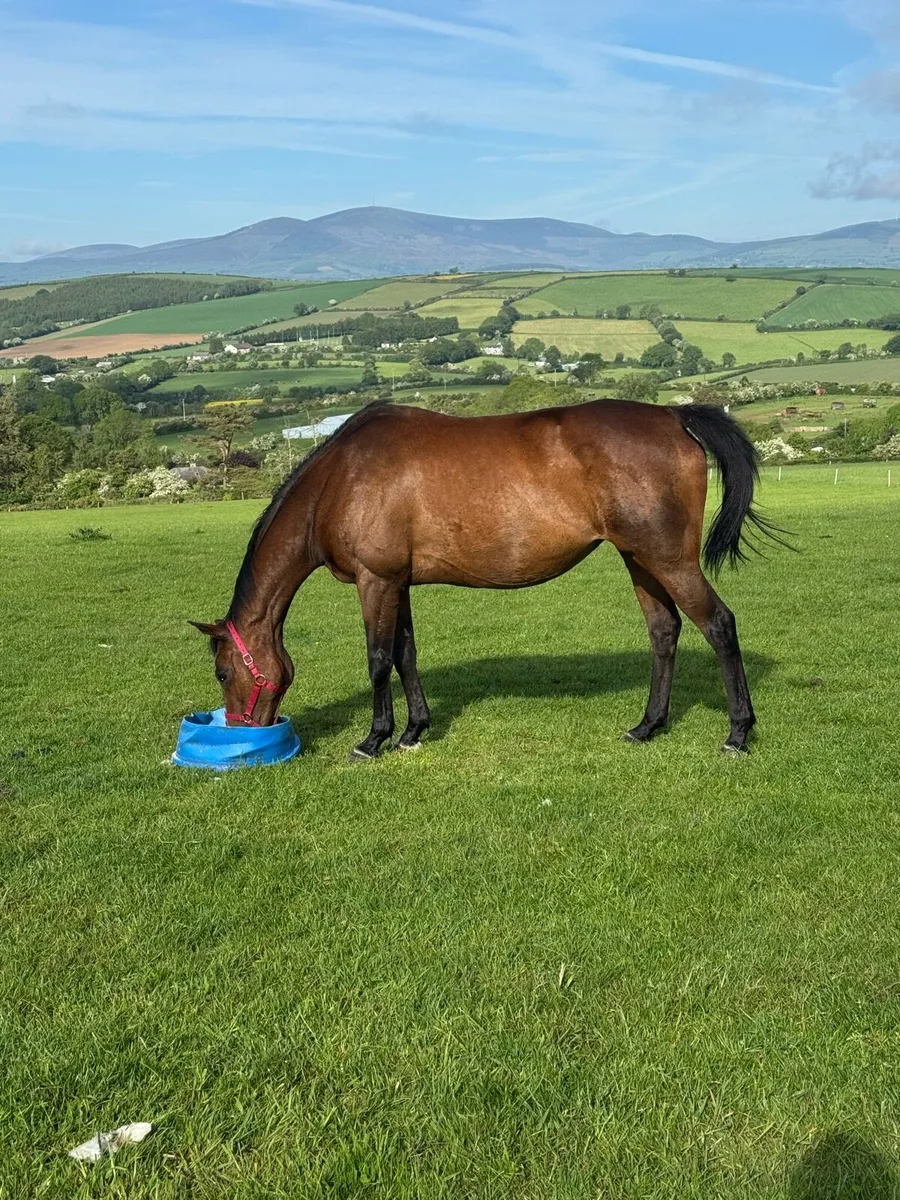 Dam of 2 winners - Image 2