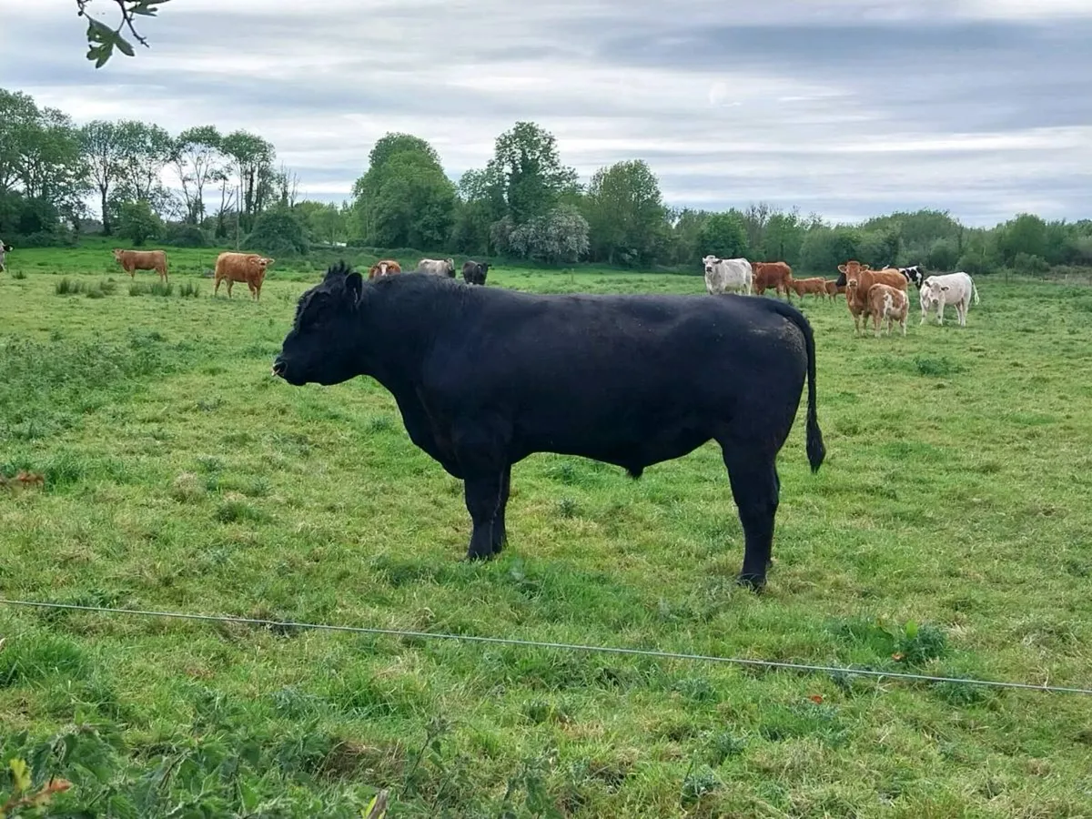 Angus bull - Image 2