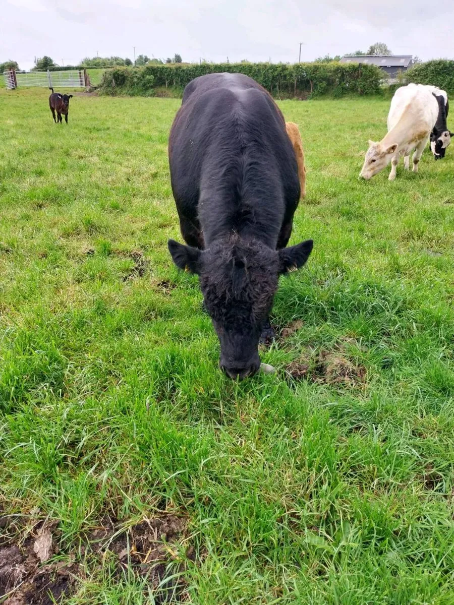 Angus bull - Image 3