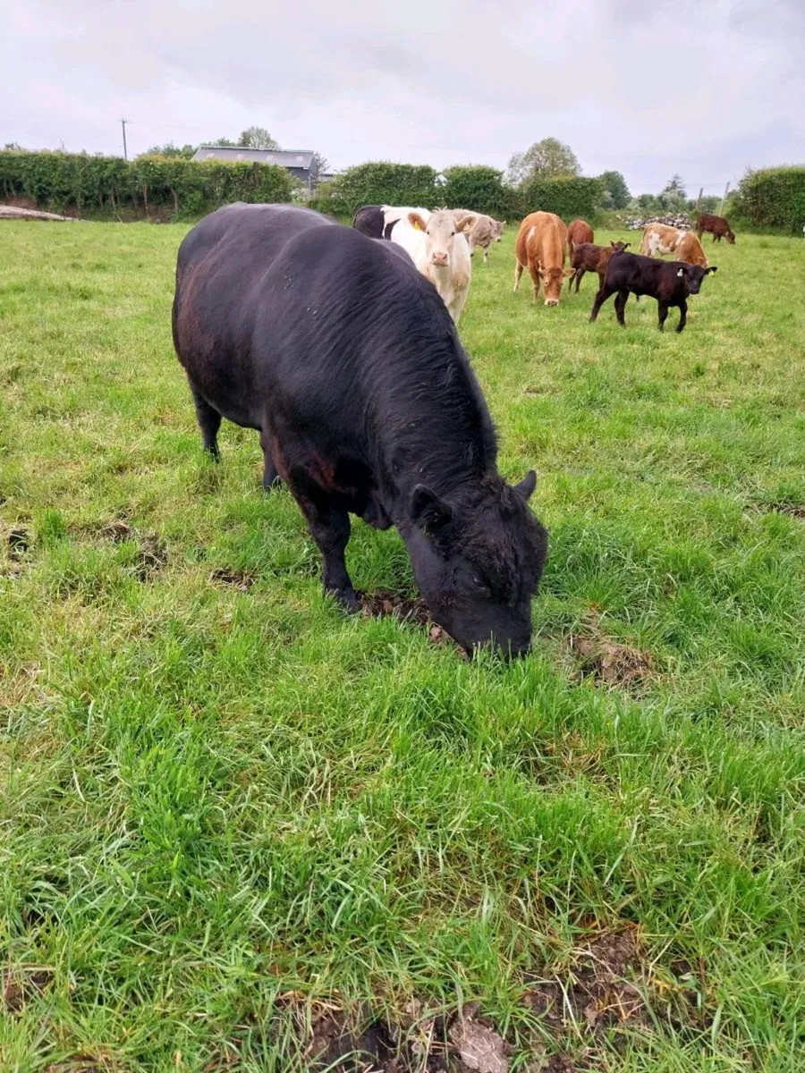 Angus bull - Image 4