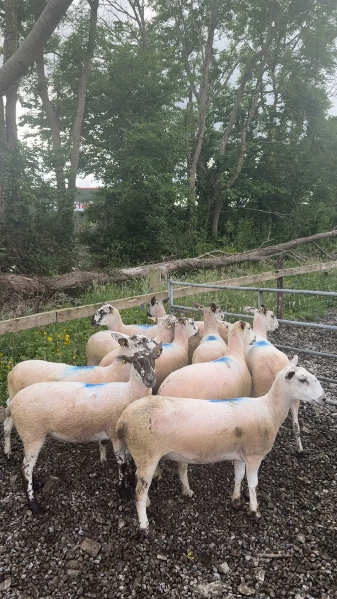 Mule hoggets - Image 4