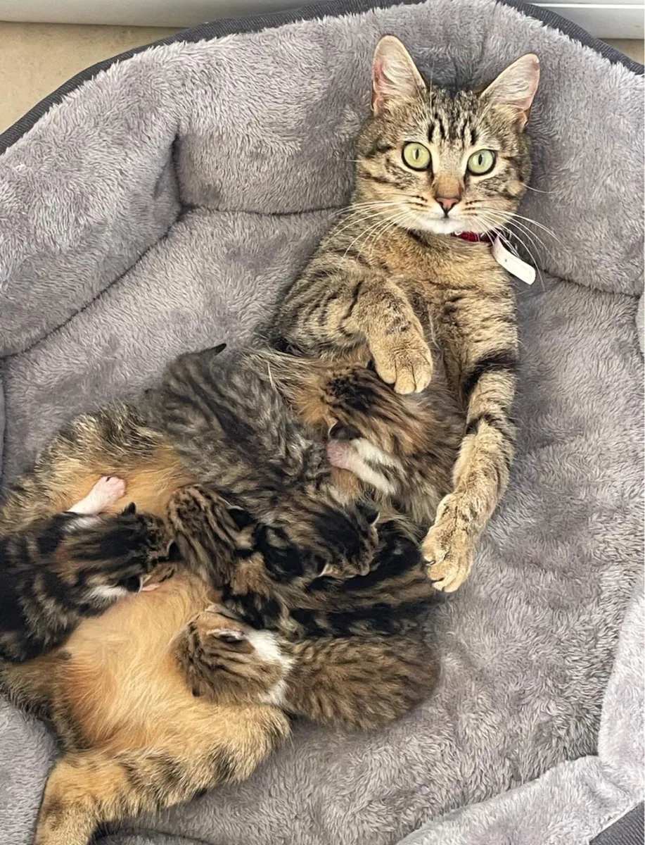 4 BEAUTIFUL CHUBBY BLUE EYE TABBY KITTENS - Image 1
