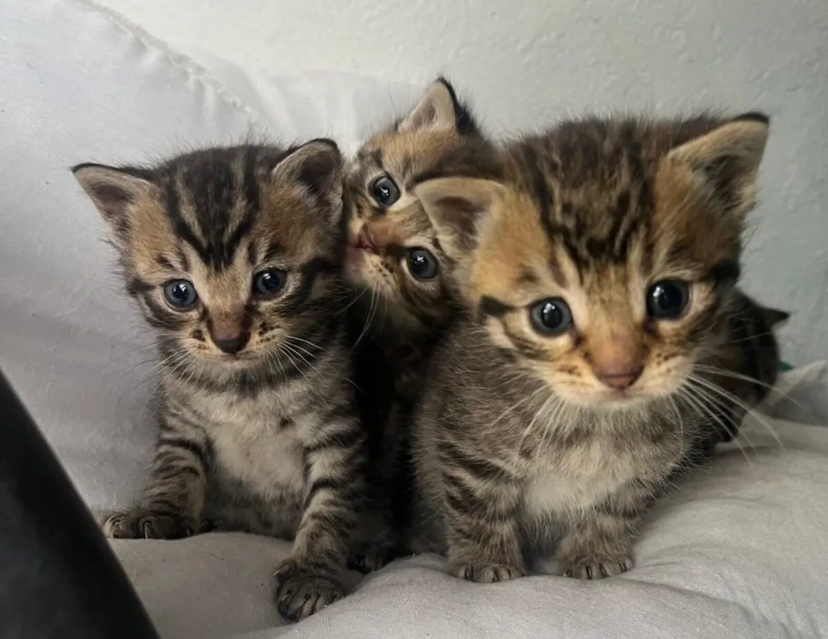 4 BEAUTIFUL CHUBBY BLUE EYE TABBY KITTENS - Image 2