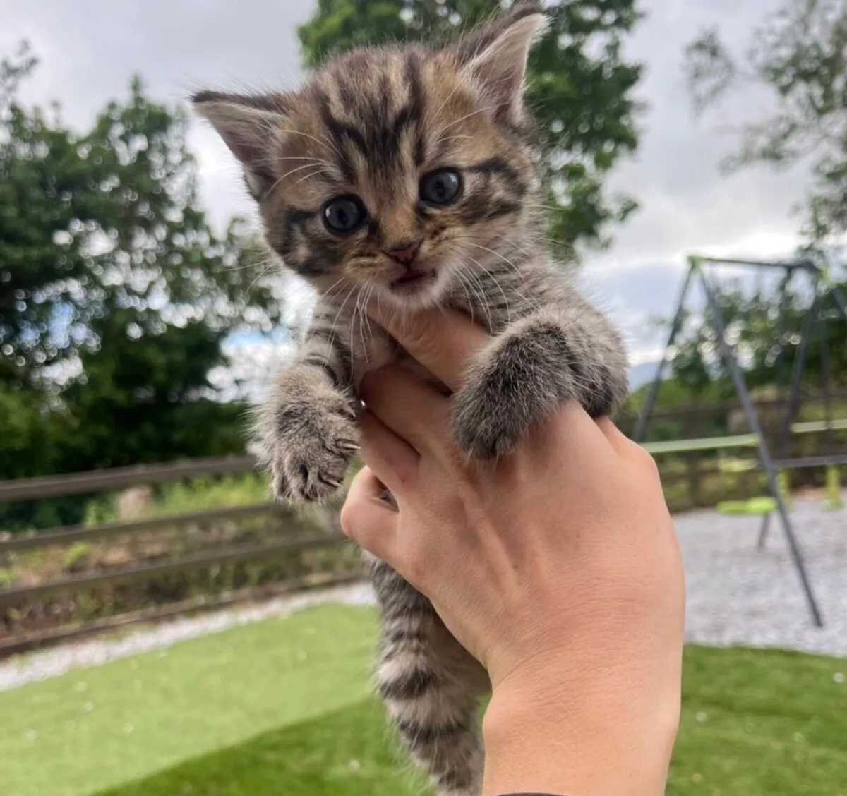 4 BEAUTIFUL CHUBBY BLUE EYE TABBY KITTENS - Image 4