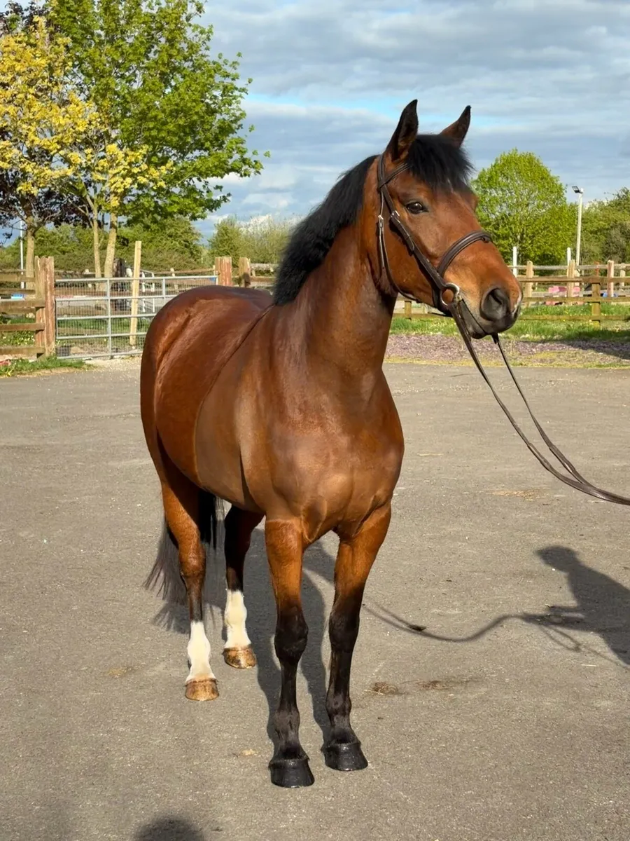 Pony - Image 1