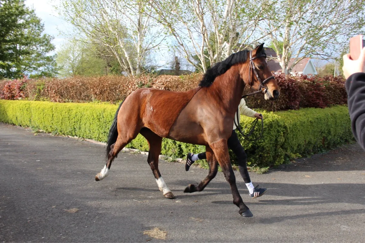 Pony - Image 2