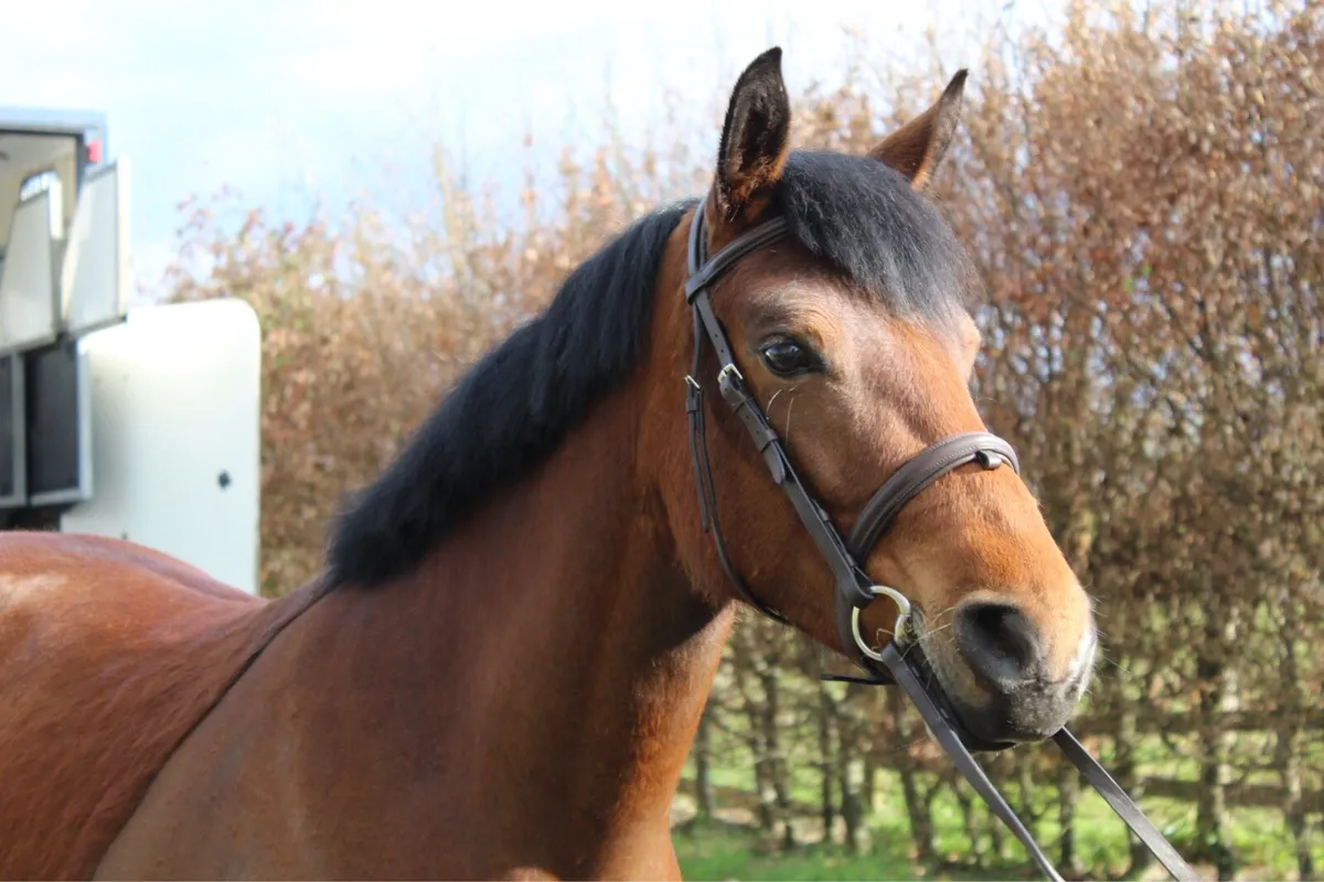 Pony - Image 3