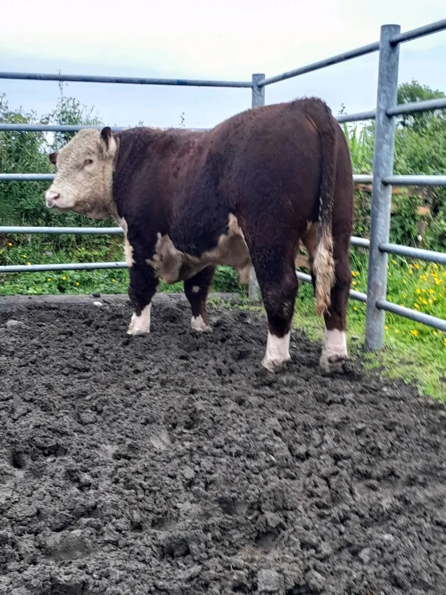 Hereford Bulls - Image 1