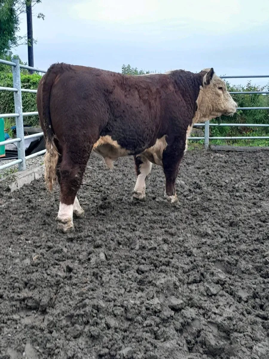 Hereford Bulls - Image 2
