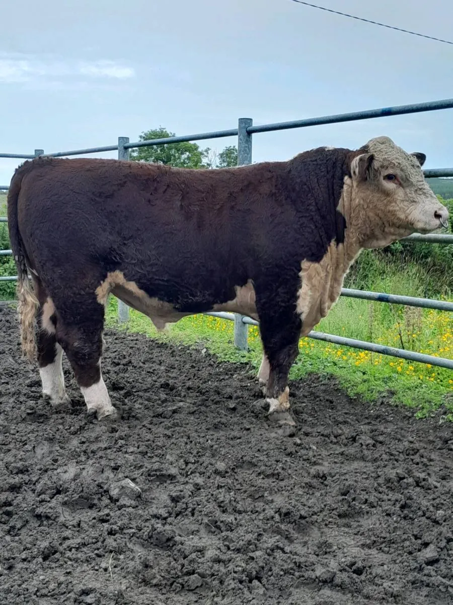 Hereford Bulls - Image 4