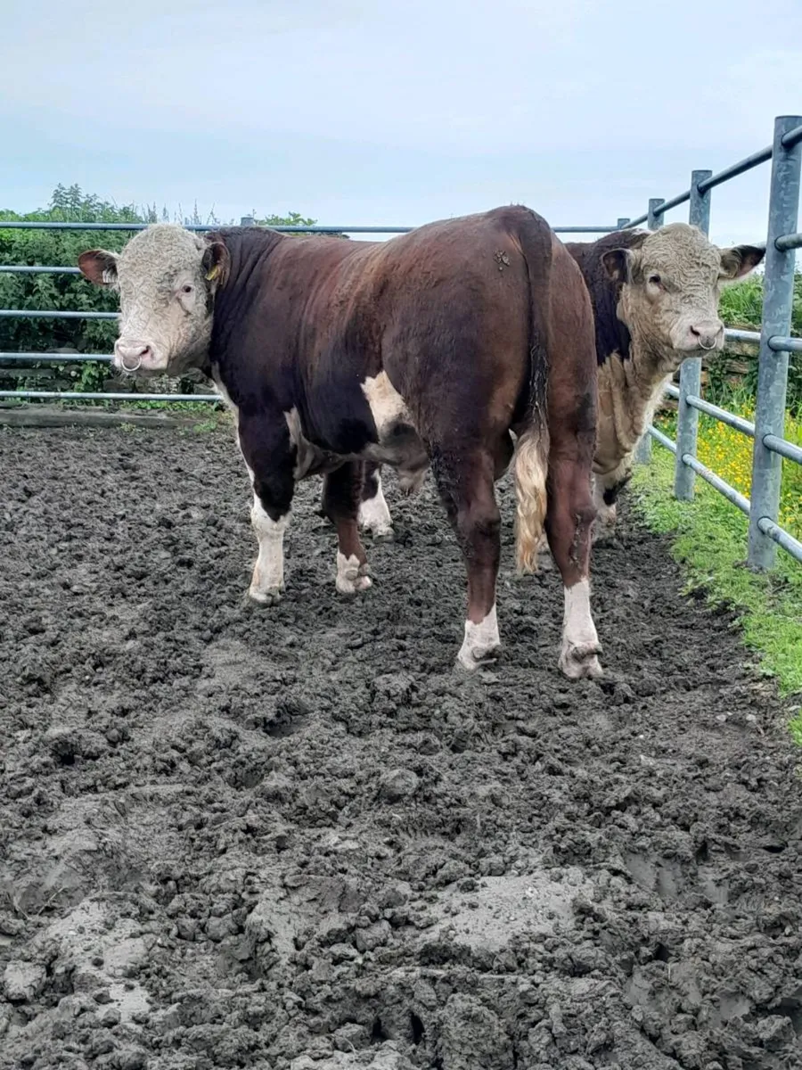 Hereford Bulls - Image 3