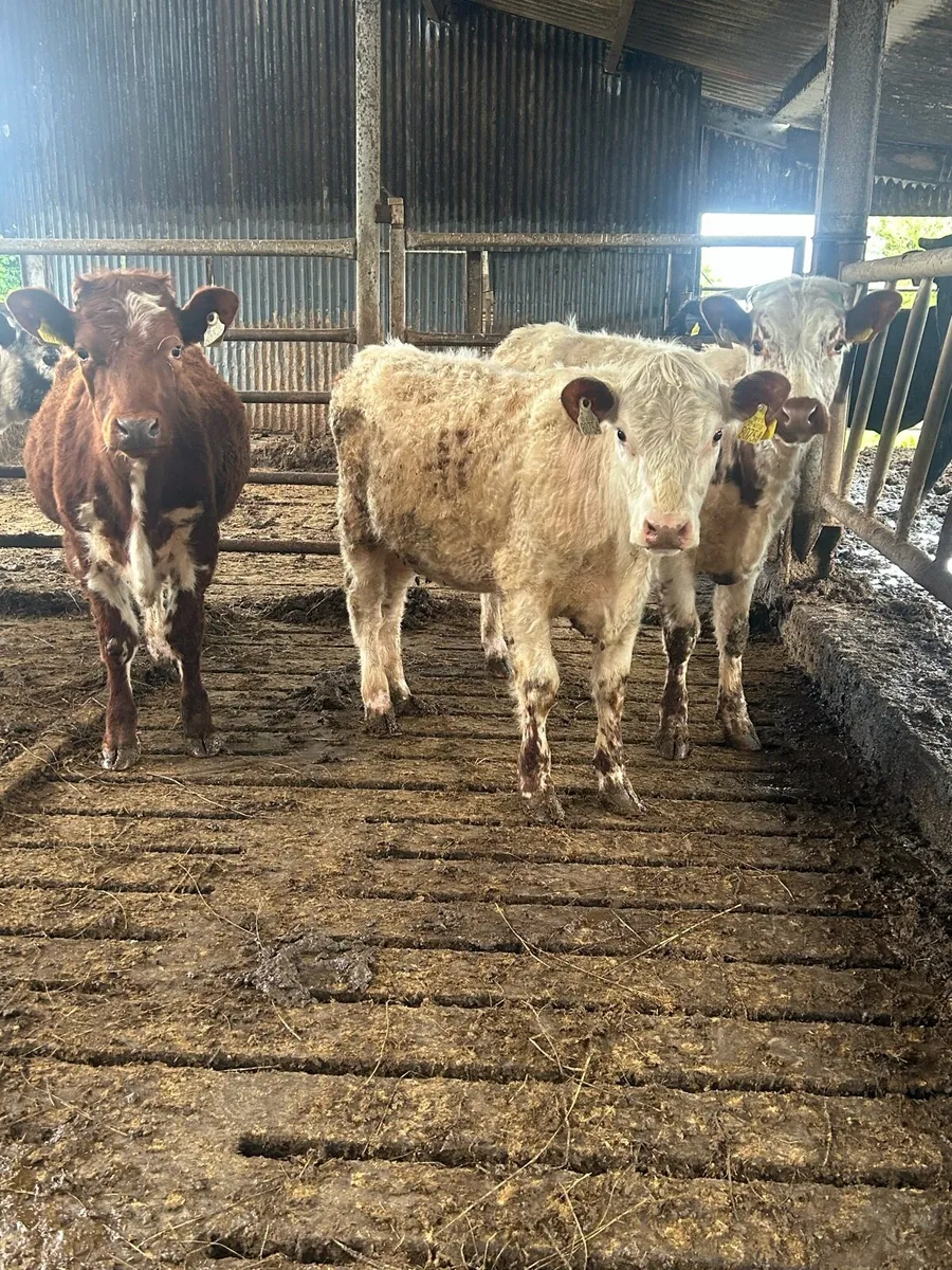 Ennis mart tomorrow June 2nd , 5 star Sh weanings - Image 1