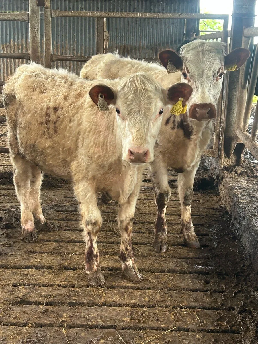 Ennis mart tomorrow June 2nd , 5 star Sh weanings - Image 4