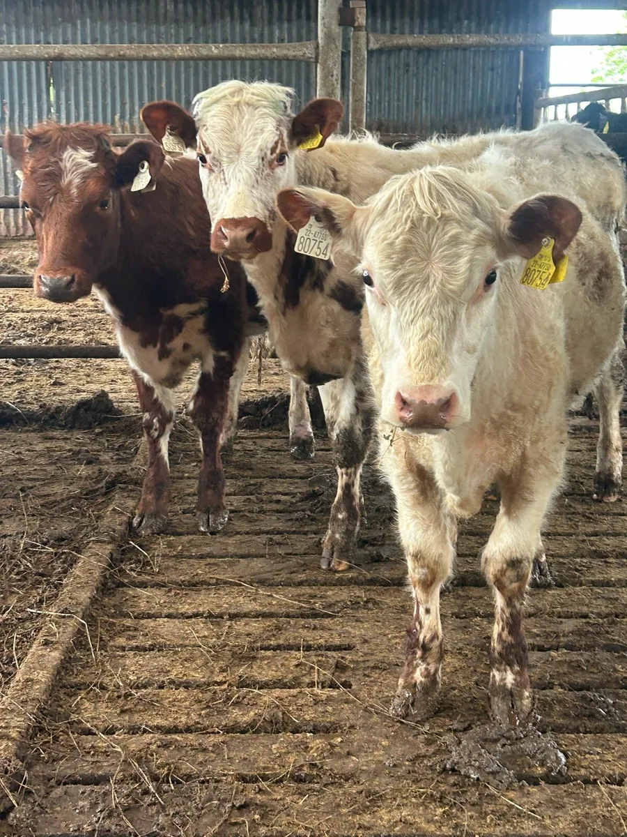 Ennis mart tomorrow June 2nd , 5 star Sh weanings - Image 3
