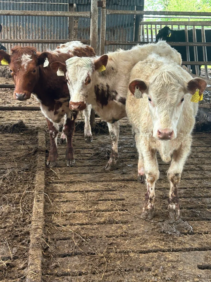 Ennis mart tomorrow June 2nd , 5 star Sh weanings - Image 2