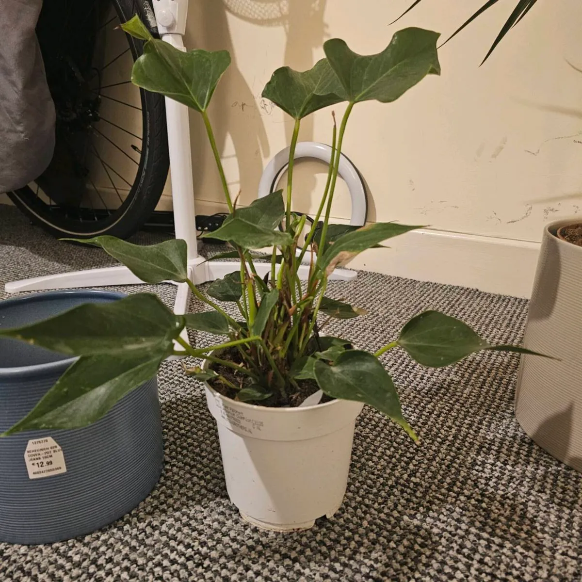 Indoor plant - Image 1