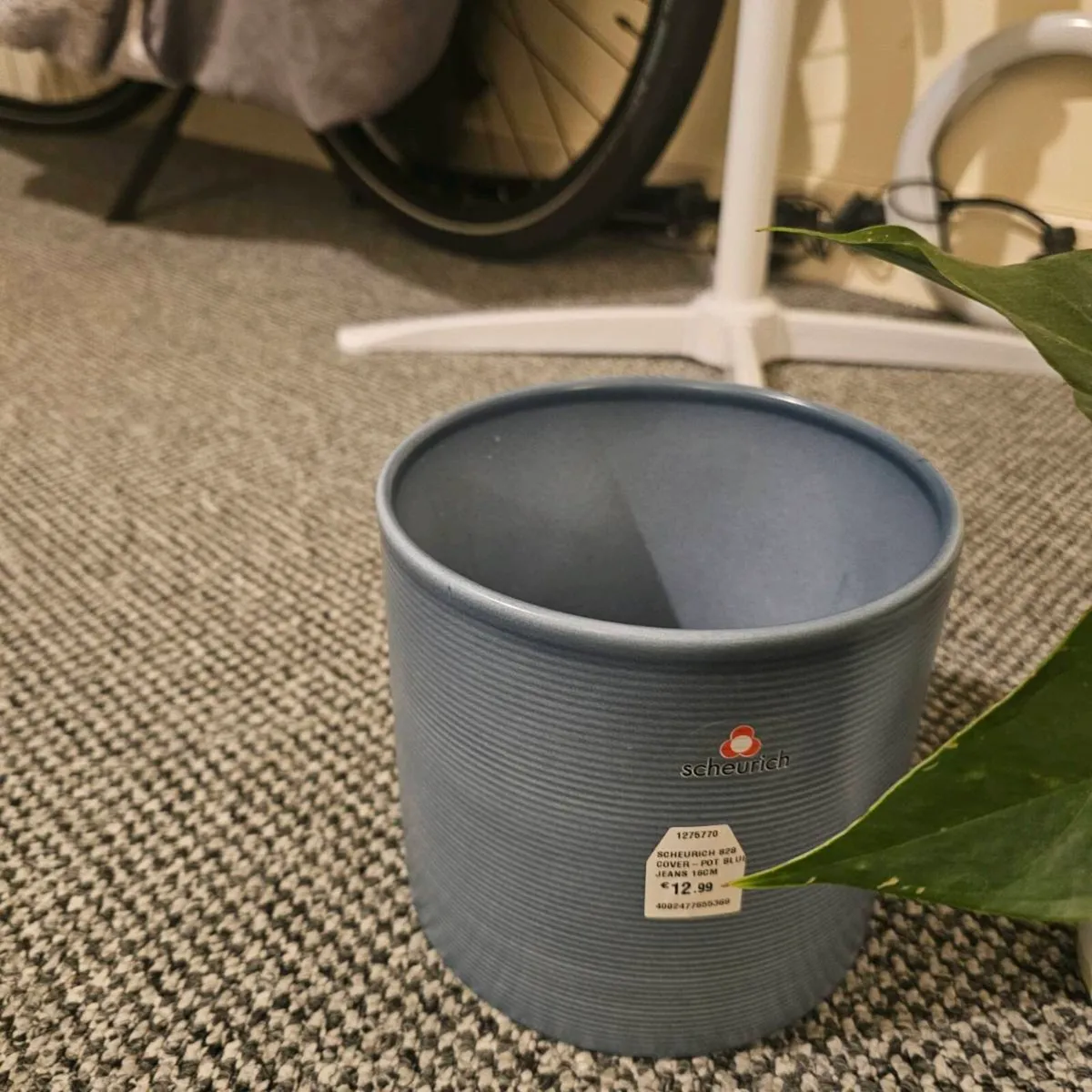 Indoor plant - Image 2