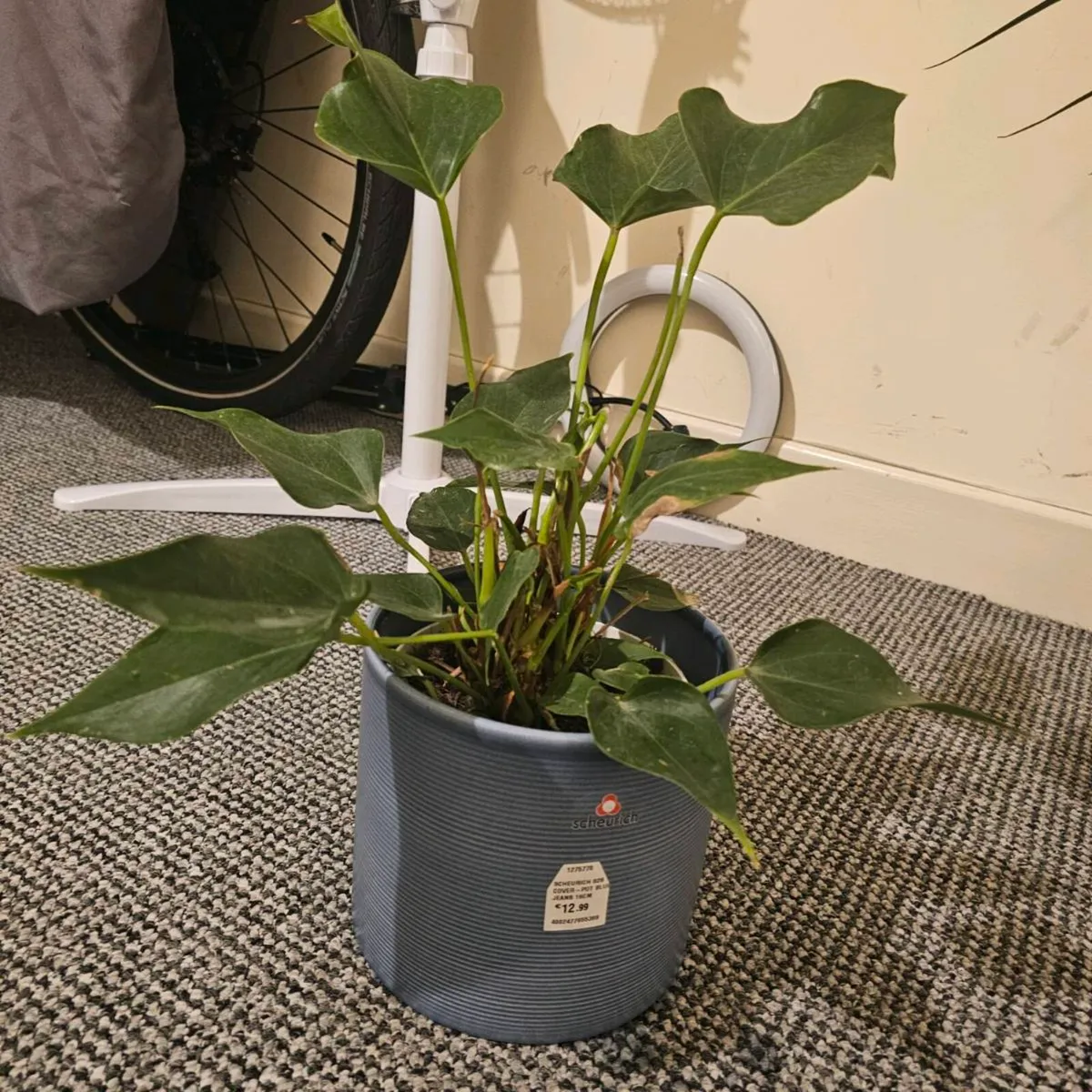 Indoor plant - Image 3