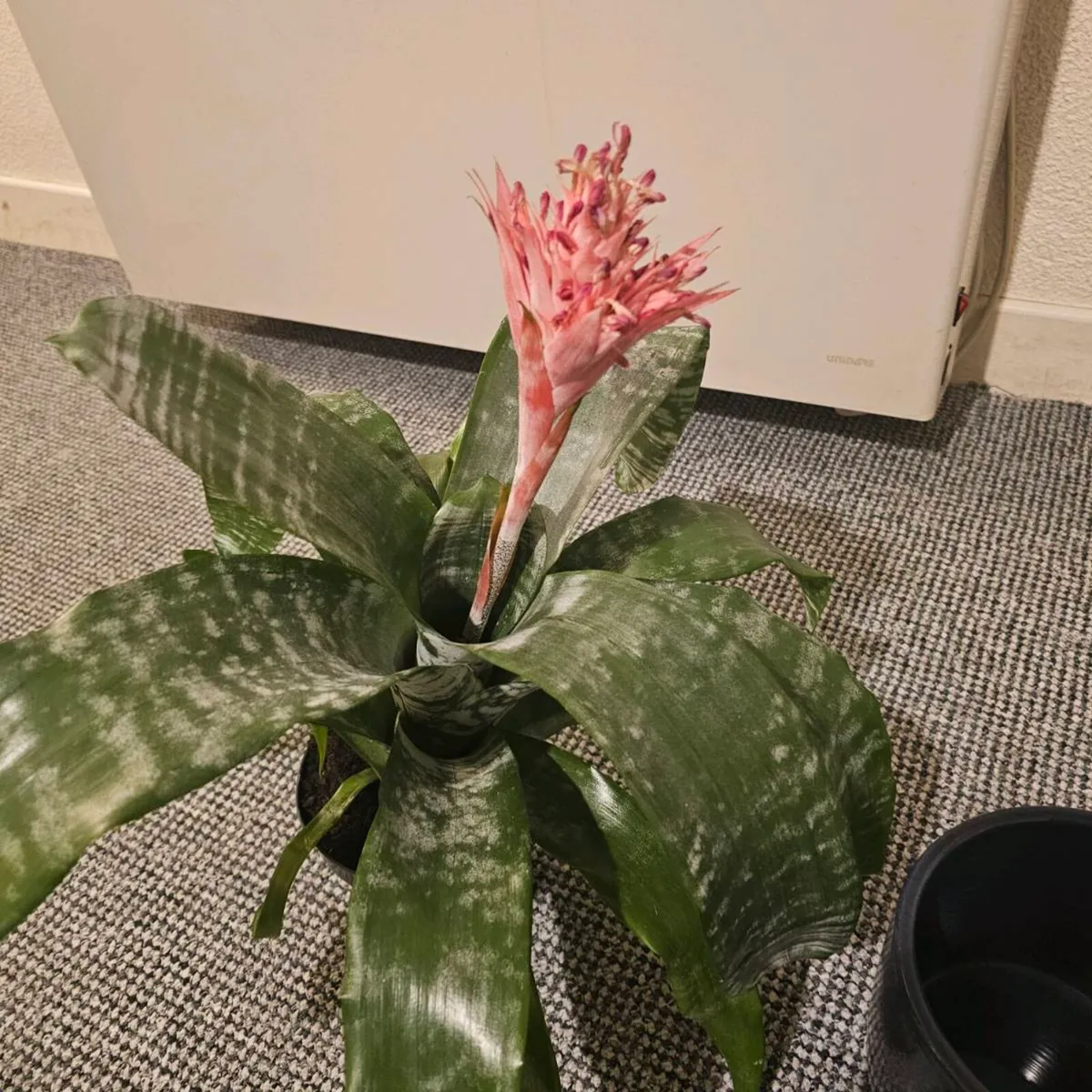 Indoor plant - Image 1